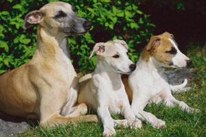 Three dogs lying in grass